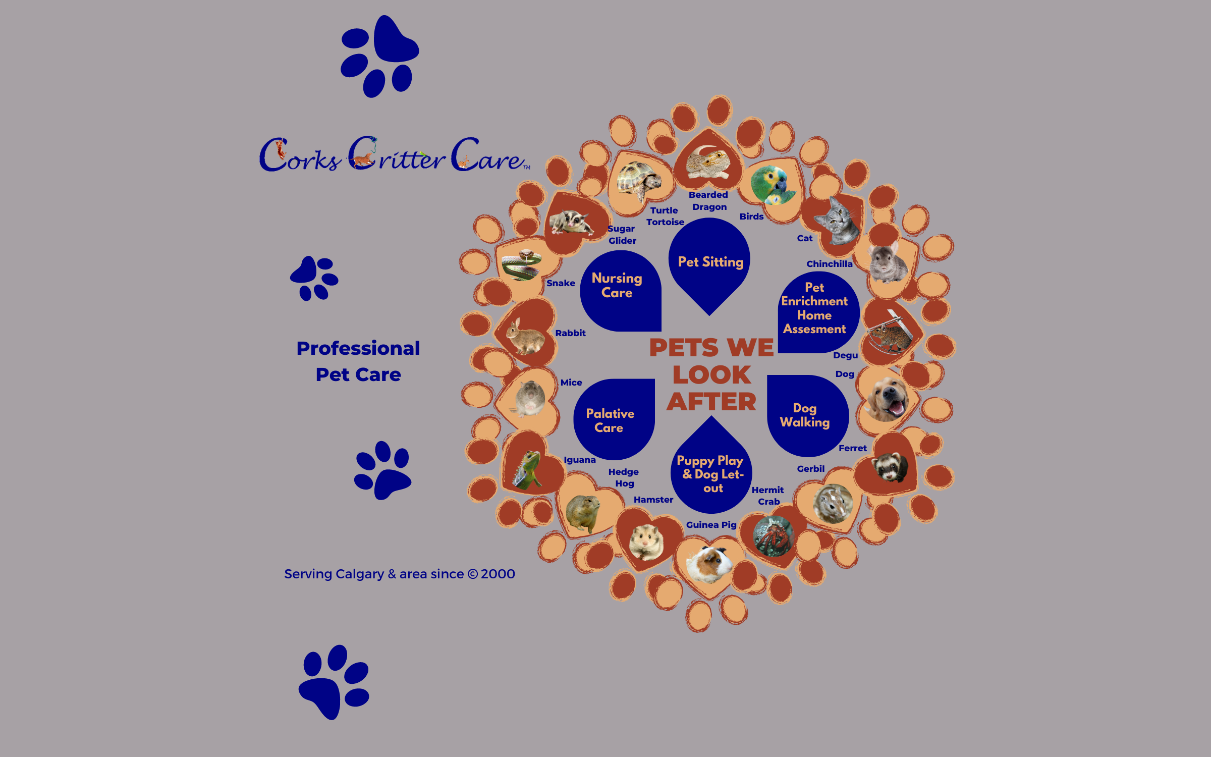 Pets we look after — dogs, cats, rabbits, birds and more