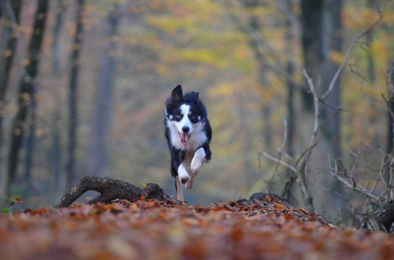 6-exciting-fall-activities-for-dogs-in-calgary-corks-critter-care