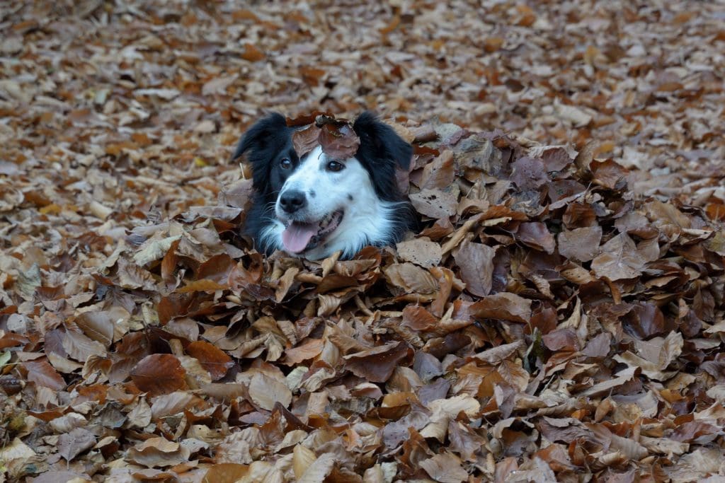 dog buried in leaves