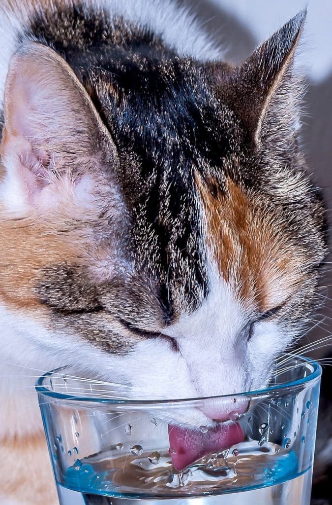 cat drinking water out of a glass