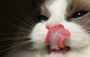 cat face licking its nose