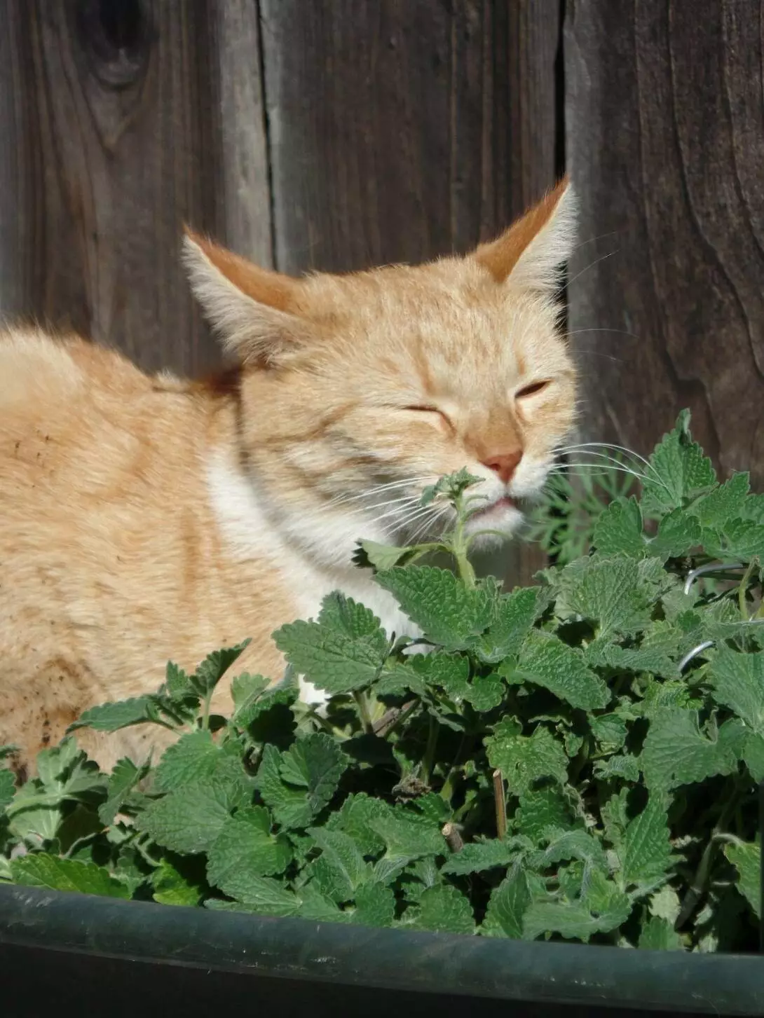 The Mystery of Cats with the Uses of Catnip