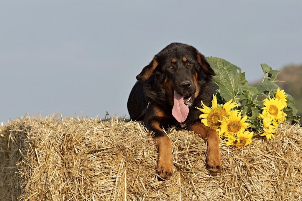 dog sitting on a haystack in summer