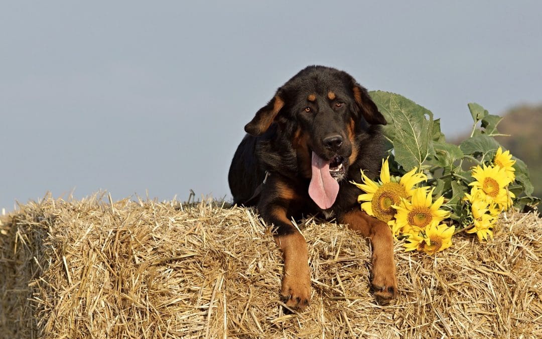 11 Summer Activities for Dogs in Calgary