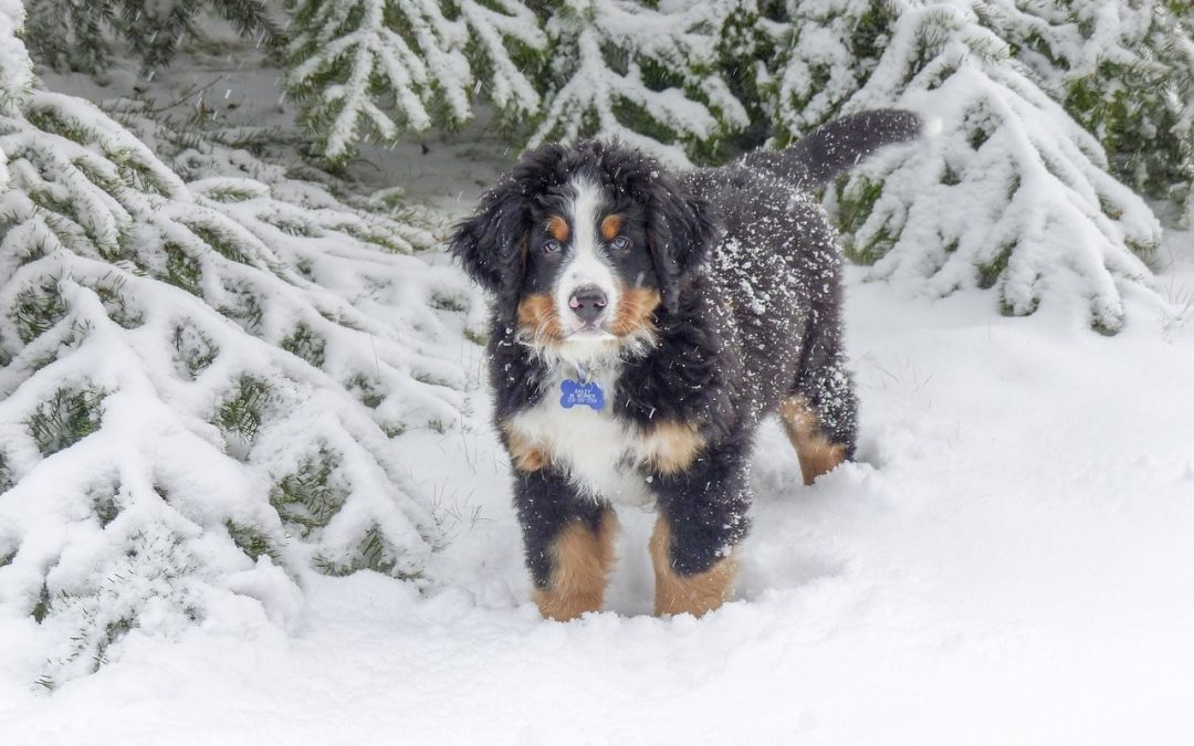 Winter Activities for Dogs in Calgary