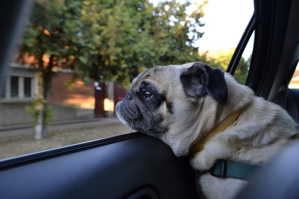 dog looking out of car window