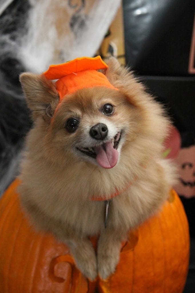 A Pom dog wearing an adorable pumpkin costume.