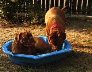 2 dogs splashing in a pool of water