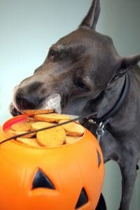 A dog gnawing on a pumpkin