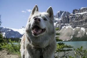 dog hiking in mountains