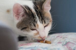 cat eating wet food