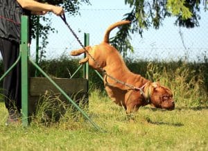 Agility training equipment for dogs jumping over