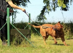 Agility training equipment for dogs 