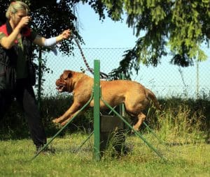 agility training equipment, dog jumping