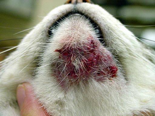 cat with feline acne