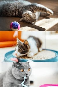 cat toys