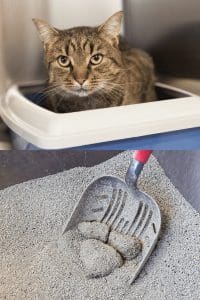 clean litterbox