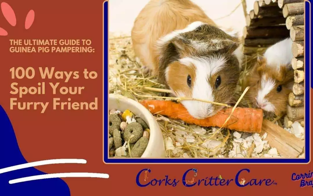 The Ultimate Guide to Guinea Pig Pampering: 100 Ways to Spoil Your Furry Friend